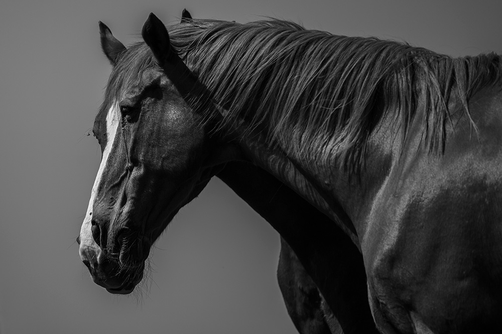 Merging Horses Photography